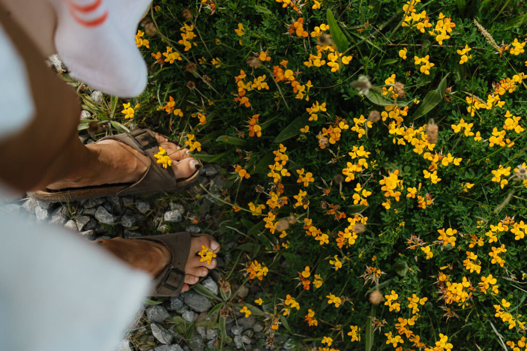bird perspective feed and yellow flowers